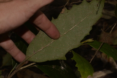 Gmelina leichhardtii