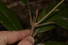 Gmelina leichhardtii
