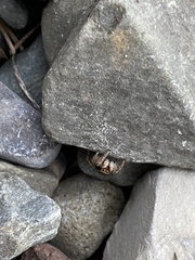 Habronattus borealis