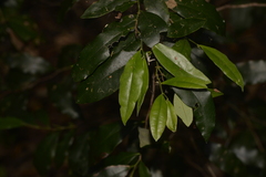Diospyros pentamera