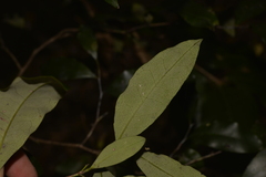 Diospyros pentamera