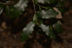 Diospyros pentamera