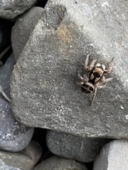 Habronattus borealis