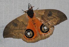 Automeris liberia