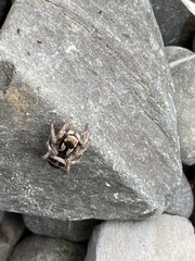 Habronattus borealis