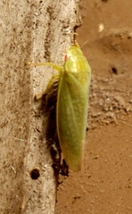 Rugosana querci