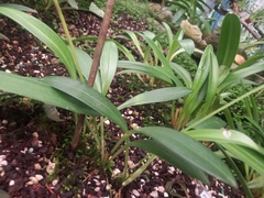 Masdevallia angulata