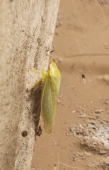 Rugosana querci