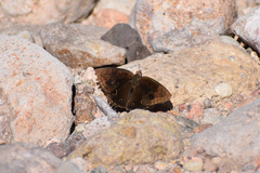 Junonia nigrosuffusa