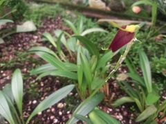 Masdevallia angulata
