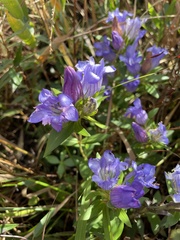 Gentiana catesbaei