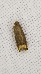 Epiblema strenuana