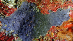 Halisarca caerulea