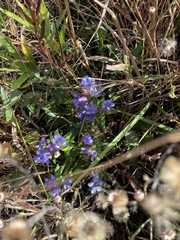 Gentiana catesbaei