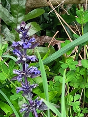 Ajuga reptans
