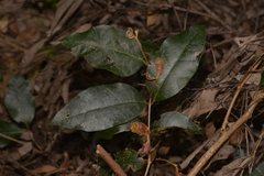 Backhousia leptopetala