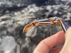 Panulirus penicillatus