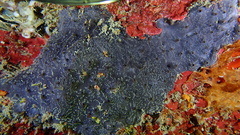 Halisarca caerulea
