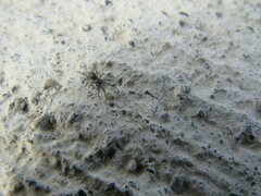 Gnaphosidae