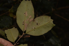 Backhousia leptopetala