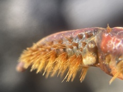 Panulirus penicillatus