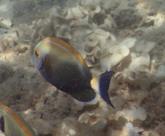 Acanthurus dussumieri