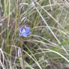 Thelymitra simulata