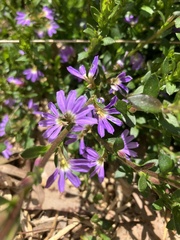 Scaevola aemula