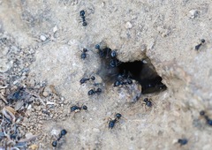 Veromessor pergandei