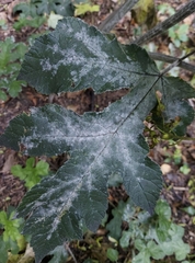 Erysiphe heraclei