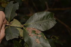 Backhousia leptopetala