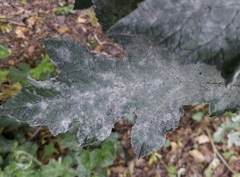 Erysiphe heraclei