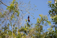Alouatta seniculus