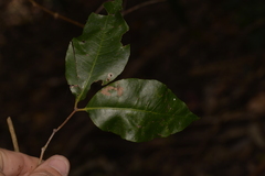 Backhousia leptopetala