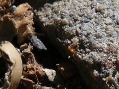 Liometopum occidentale