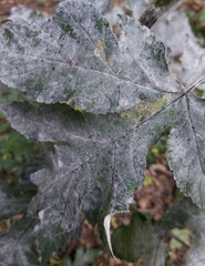 Erysiphe heraclei