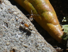 Liometopum occidentale