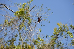 Alouatta seniculus