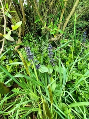 Ajuga reptans