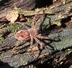 Dolomedes tenebrosus