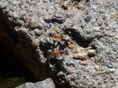 Liometopum occidentale