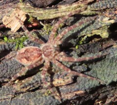 Dolomedes tenebrosus