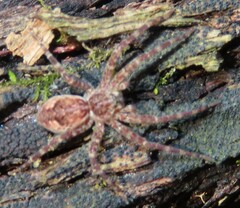 Dolomedes tenebrosus