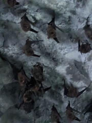 Hipposideros armiger terasensis