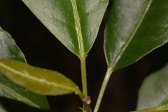 Croton verreauxii