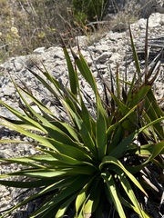 Yucca rupicola