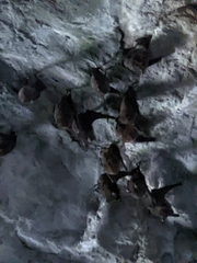 Hipposideros armiger terasensis