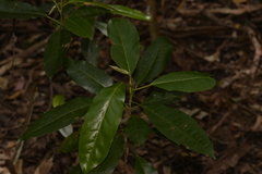 Croton verreauxii