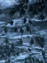 Hipposideros armiger terasensis