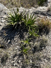 Yucca rupicola